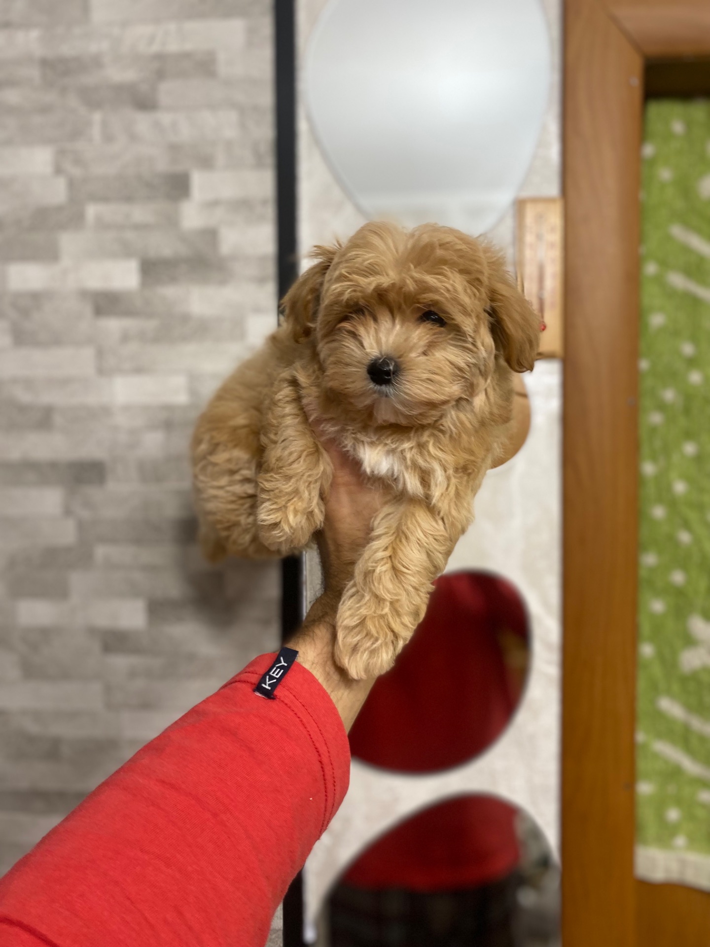 Цуценя мальтіпу дуже гарні і красиві