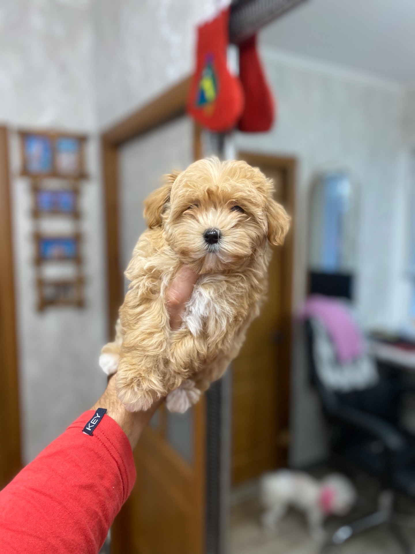 Цуценя мальтіпу дуже гарні і красиві