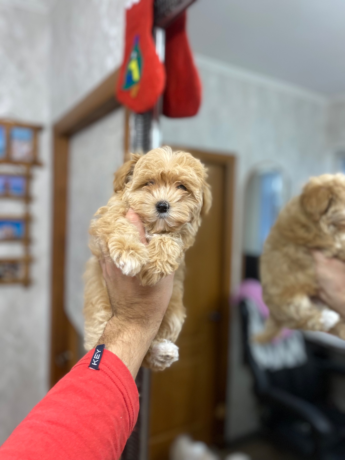 Цуценя мальтіпу дуже гарні і красиві