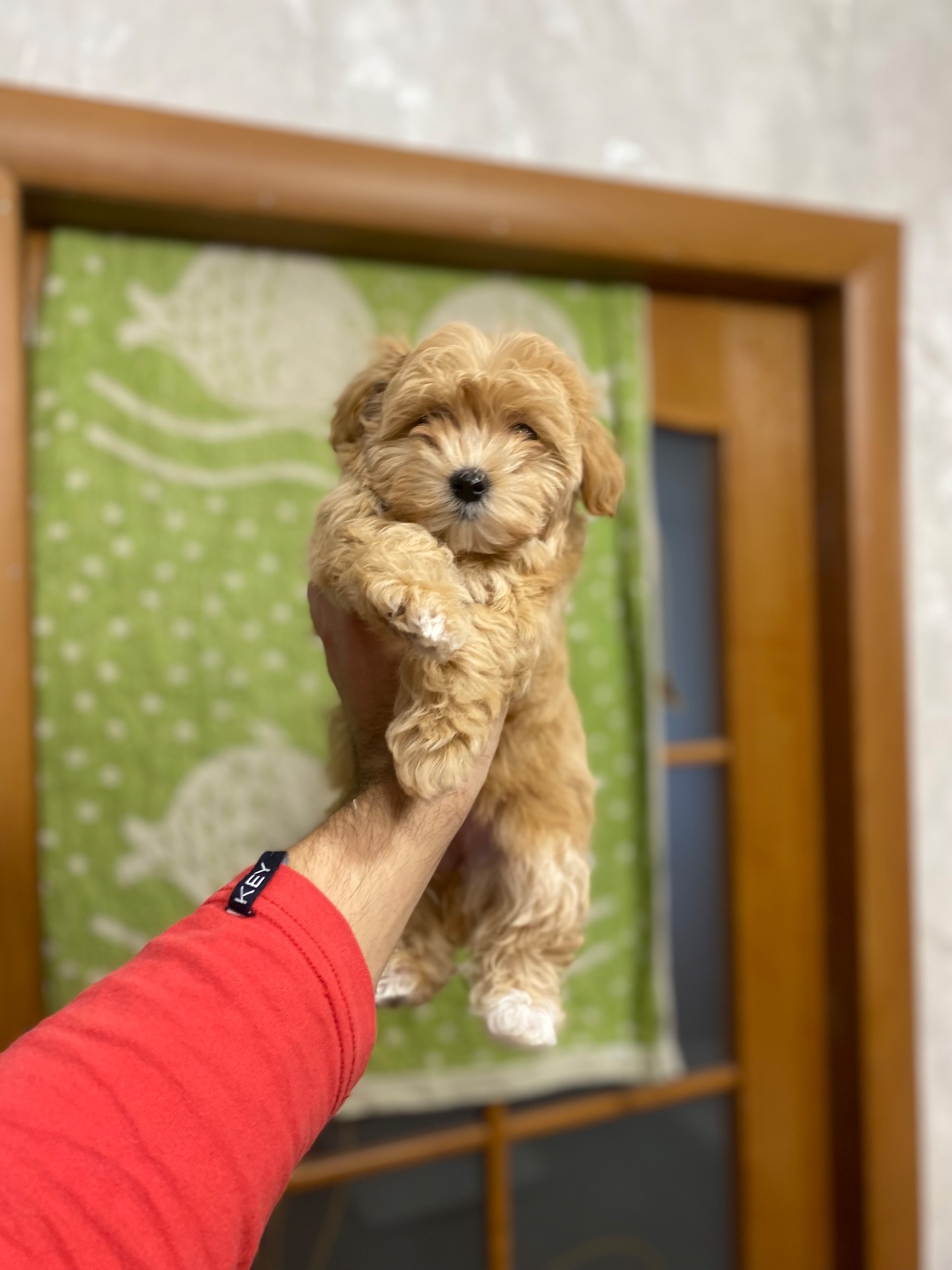 Цуценя мальтіпу дуже гарні і красиві