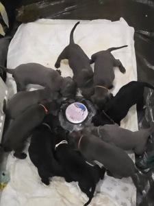 Відкрито бронювання: елітні цуценята Кане- корсо Італіано