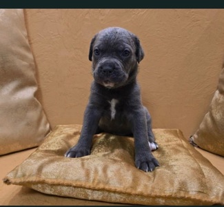 Відкрито бронювання: елітні цуценята Кане- корсо Італіано