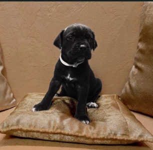 Відкрито бронювання: елітні цуценята Кане- корсо Італіано