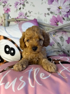 Цуценя мальтіпу F1b – хлопчик Голд, пісочного кольору