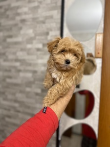 Цуценя мальтіпу дуже гарні і красиві