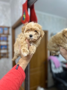 Цуценя мальтіпу дуже гарні і красиві