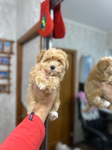 Цуценя мальтіпу дуже гарні і красиві