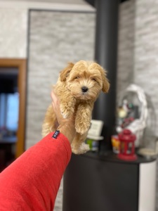 Цуценя мальтіпу дуже гарні і красиві