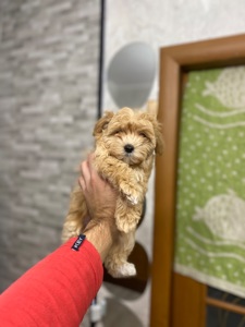 Цуценя мальтіпу дуже гарні і красиві