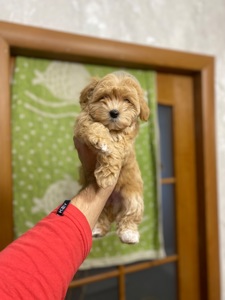 Цуценя мальтіпу дуже гарні і красиві