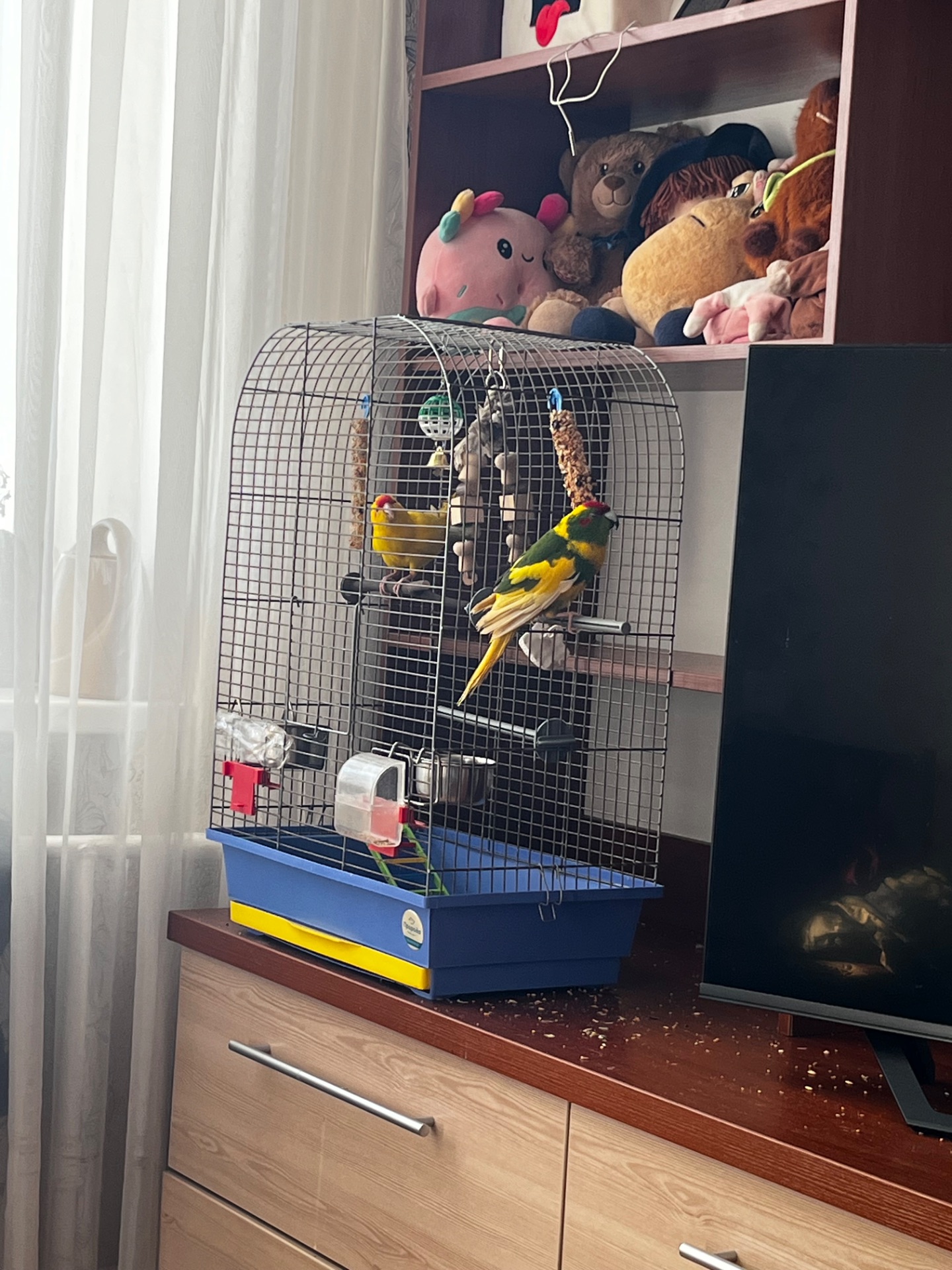 Папуги какарік