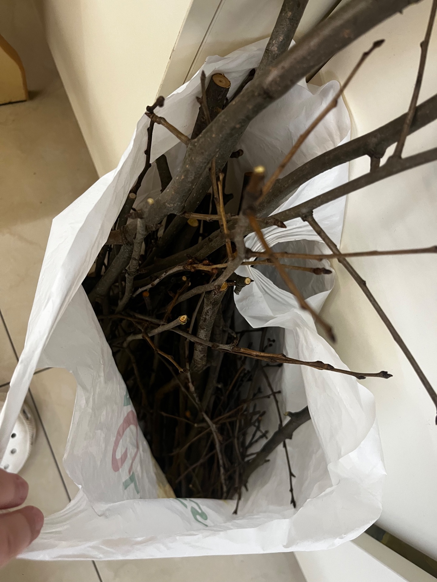 Папуги какарік