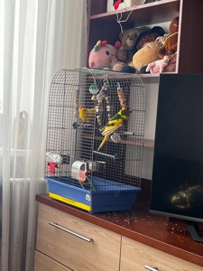 Папуги какарік