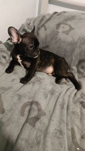 Цуценятка Французький Бульдог