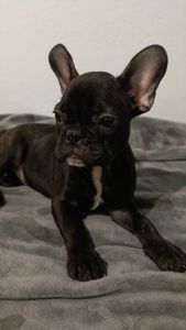 Цуценятка Французький Бульдог