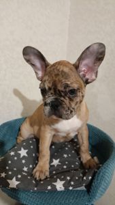 Цуценятка Французький Бульдог