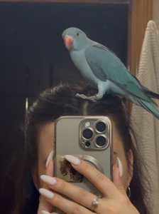 Продається неймовірно гарний кільчастий (намистовий, ожереловий) папуга небесного кольору!