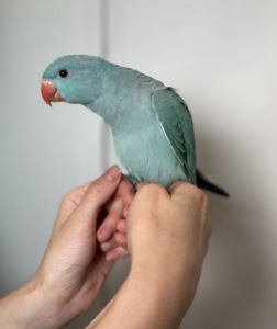 Продається неймовірно гарний кільчастий (намистовий, ожереловий) папуга небесного кольору!