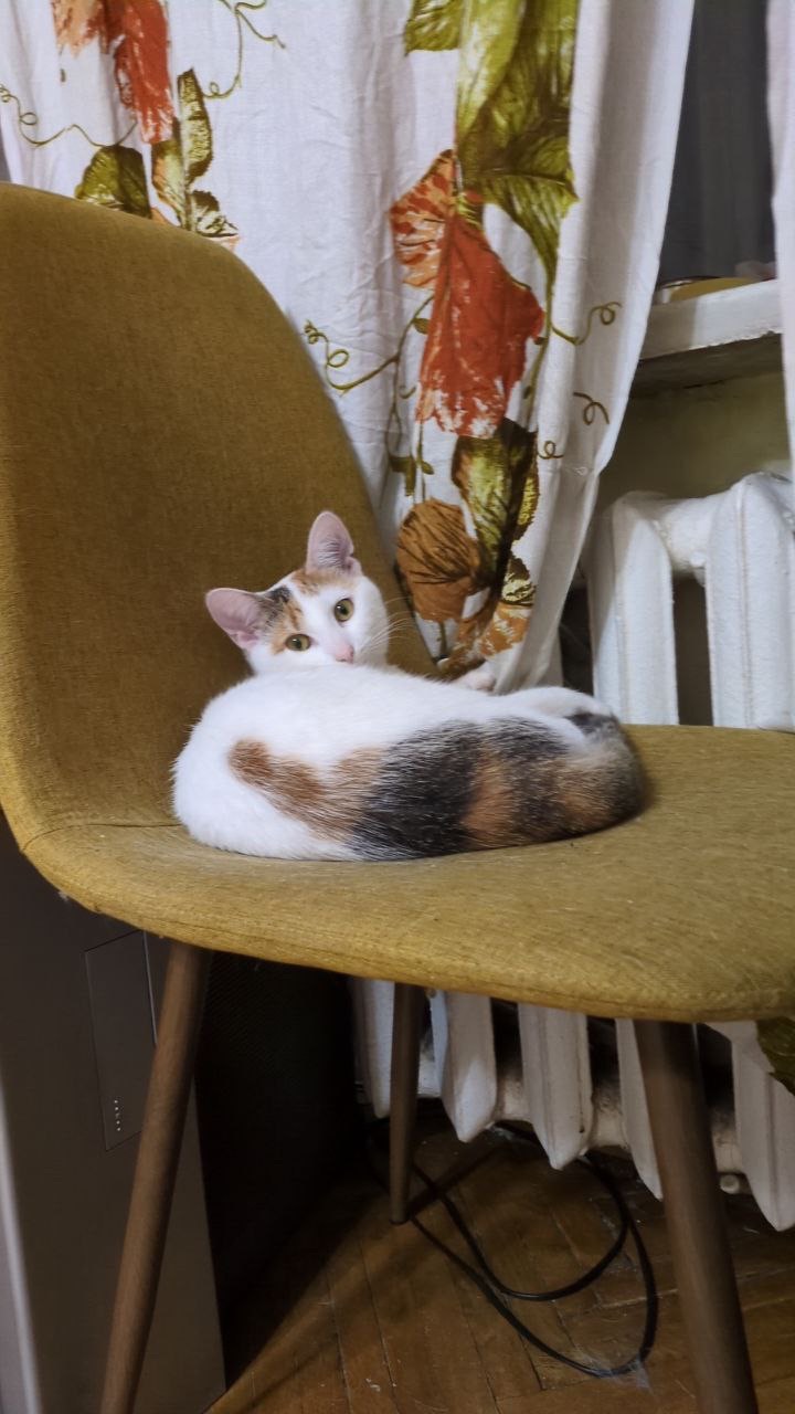 Кішечка Ляля