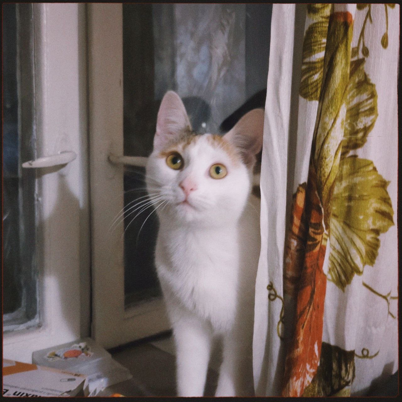 Кішечка Ляля