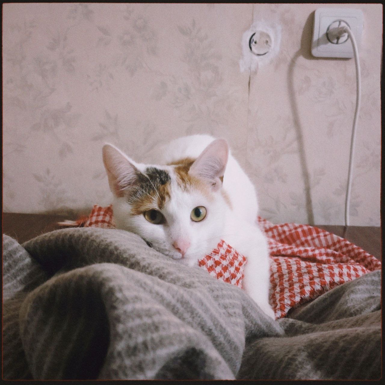 Кішечка Ляля