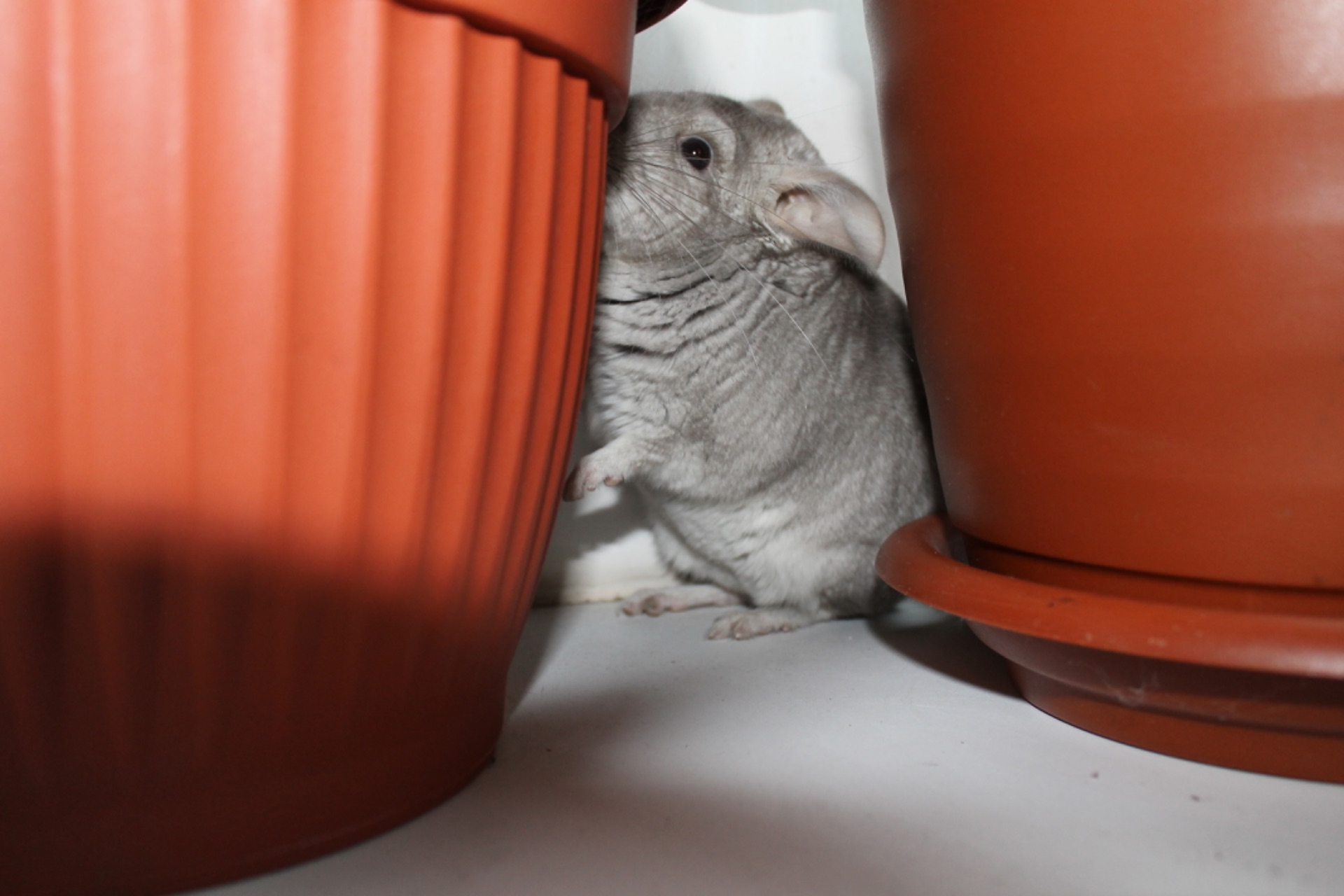 Шиншила, хлопчик