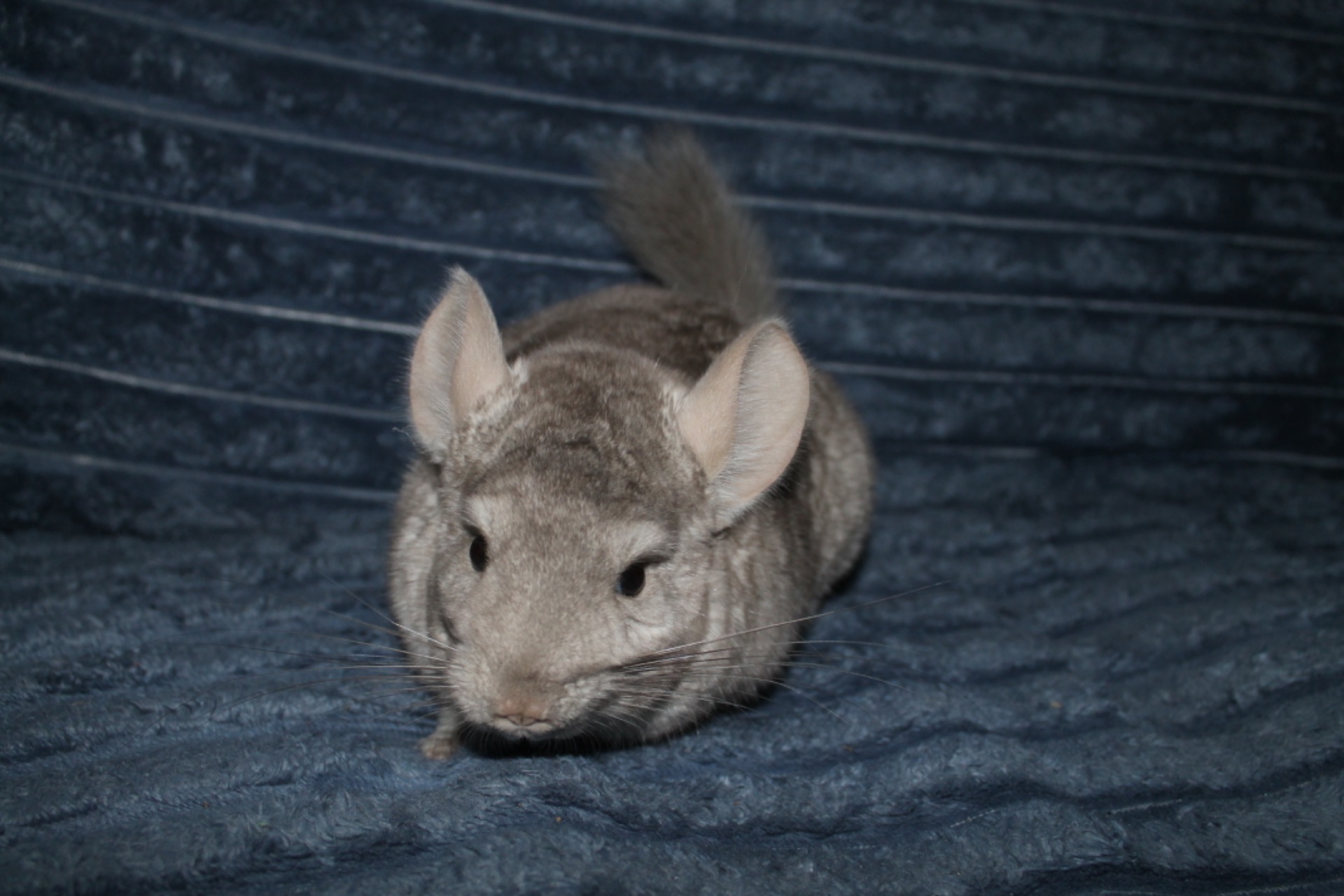 Шиншила, хлопчик