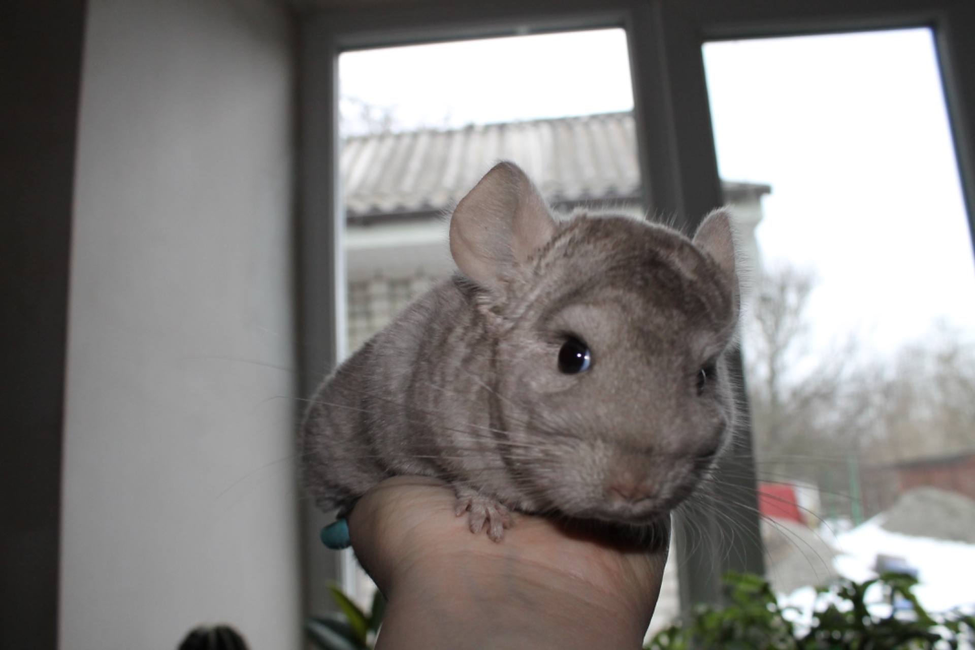 Шиншила, хлопчик