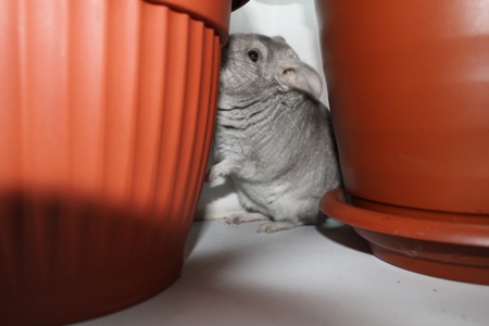 Шиншила, хлопчик