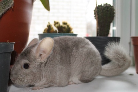 Шиншила, хлопчик