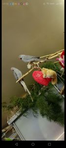 ПАРА Ожерелок