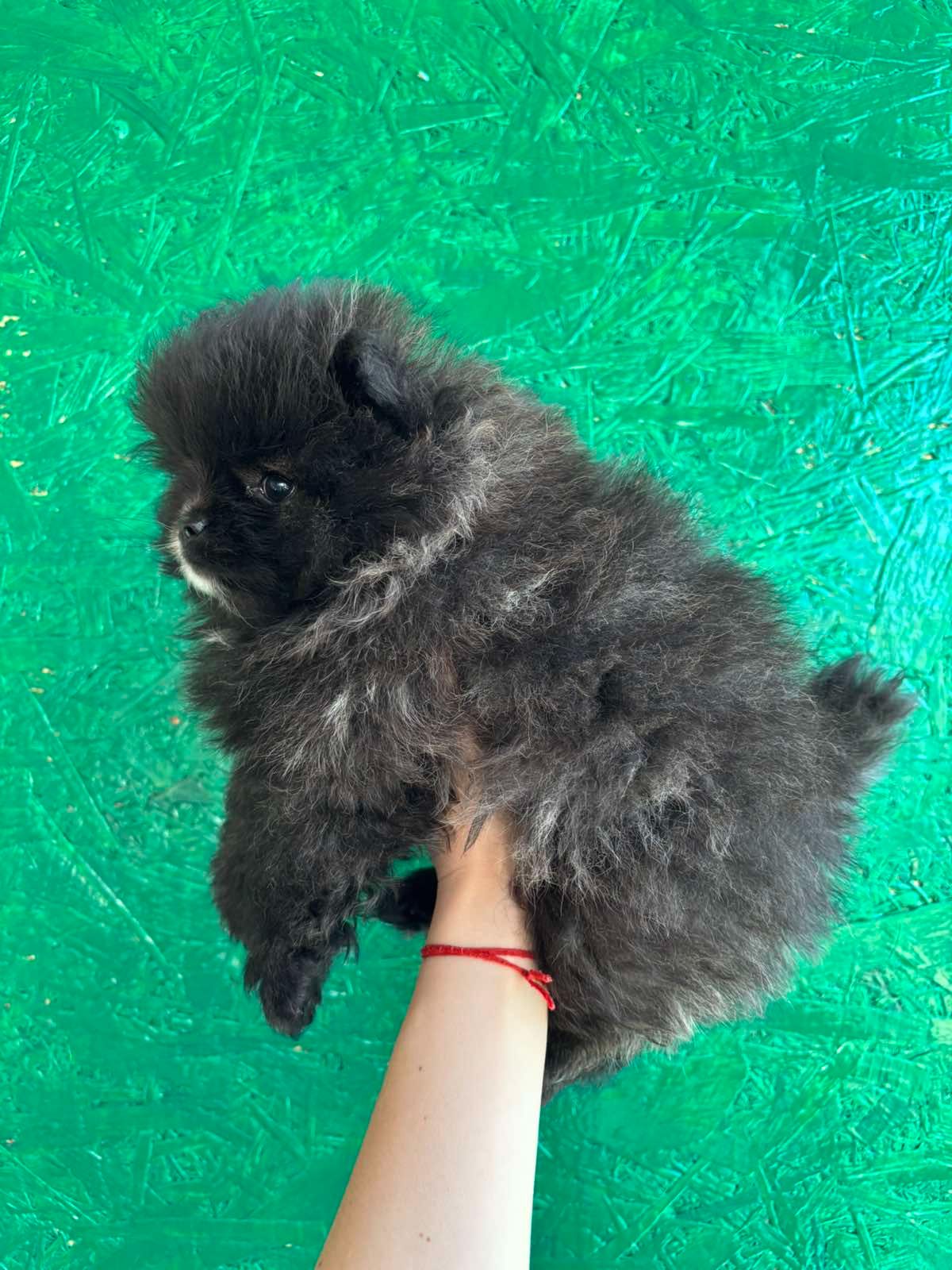 Померанский шпиц мини девочки