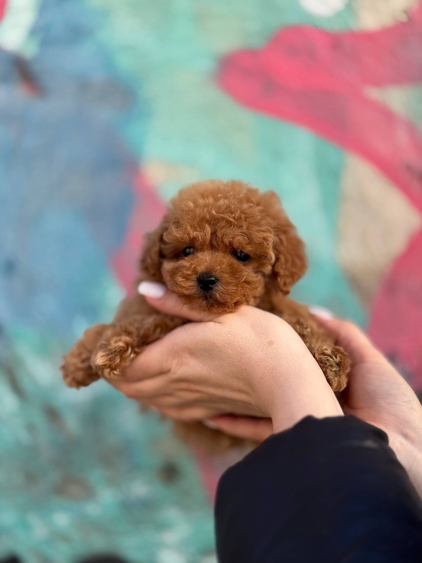 Мальтіпу дівчинка міні