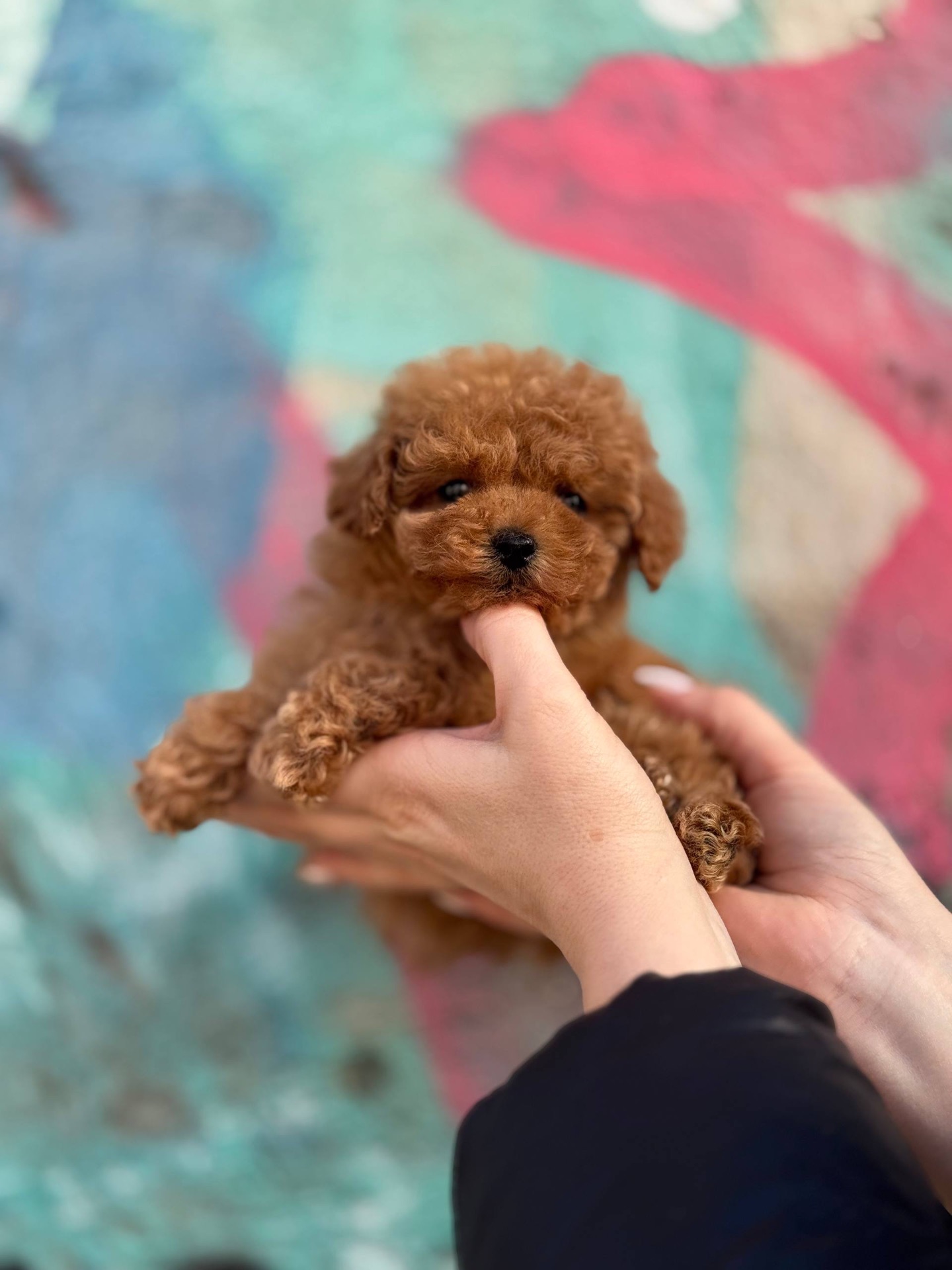 Мальтіпу дівчинка міні