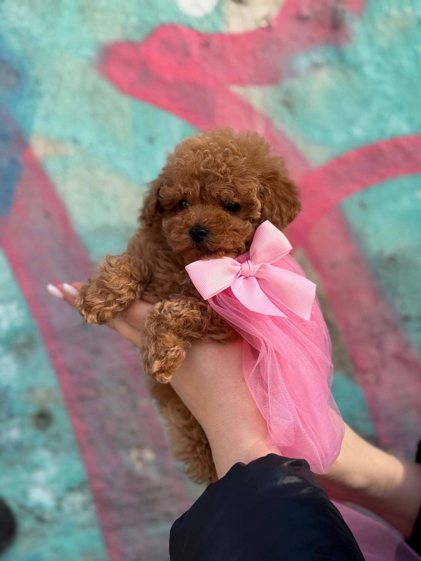 Мальтіпу дівчинка міні