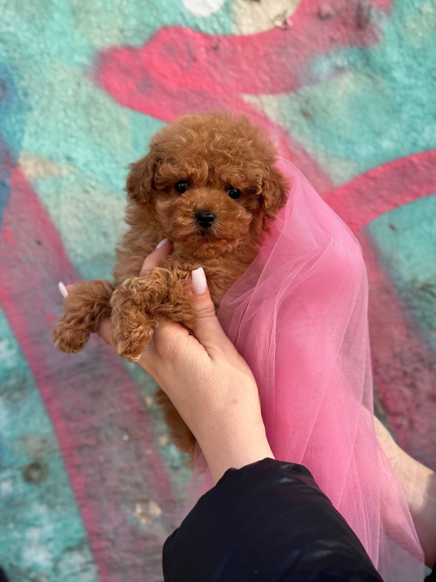 Мальтіпу дівчинка міні