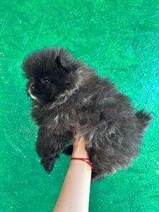 Померанский шпиц мини девочки