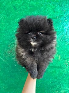 Померанский шпиц мини девочки