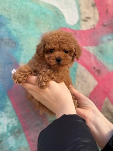 Мальтіпу дівчинка міні