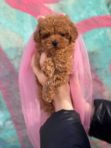 Мальтіпу дівчинка міні