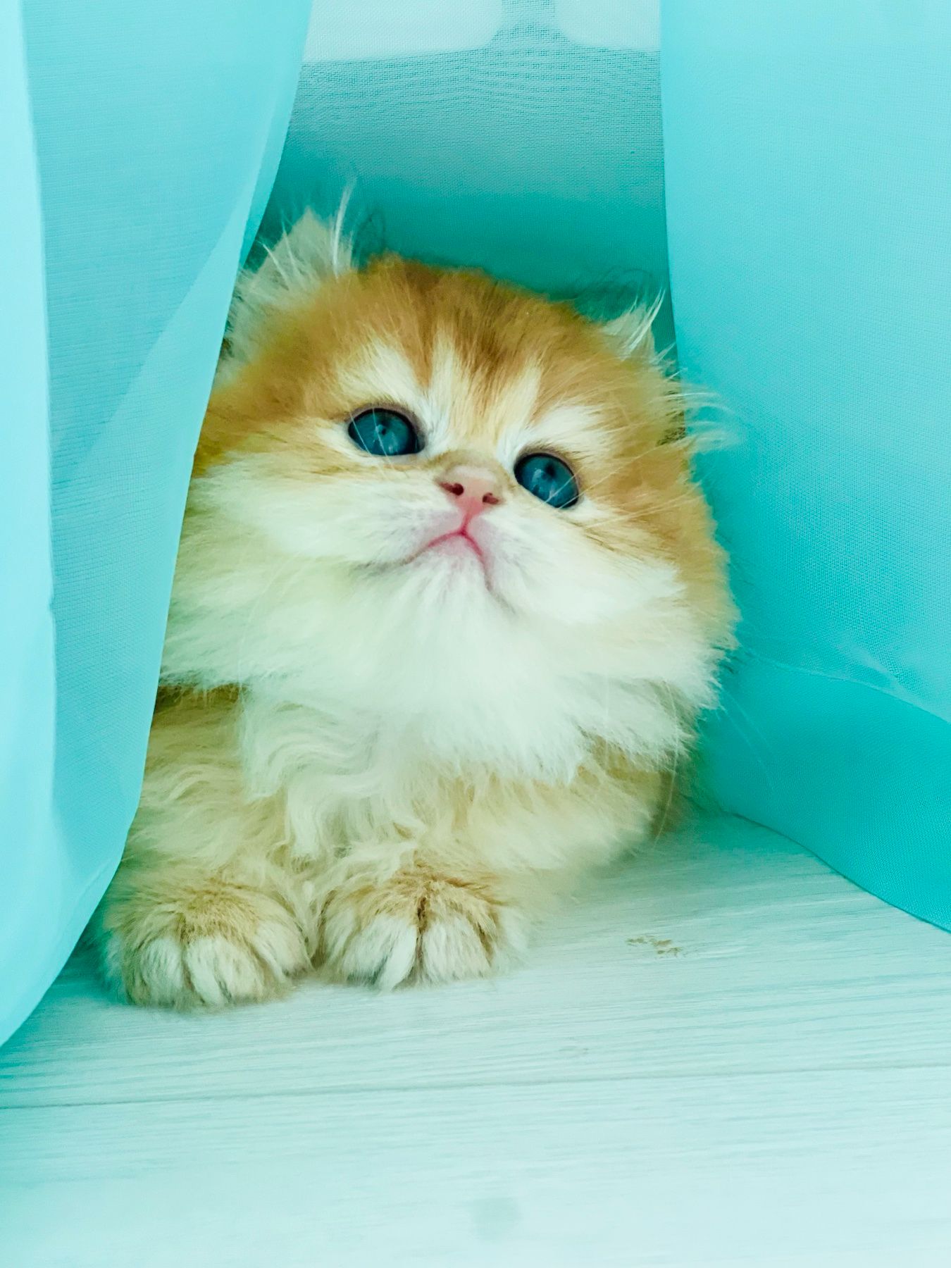 Британська золота шиншилла