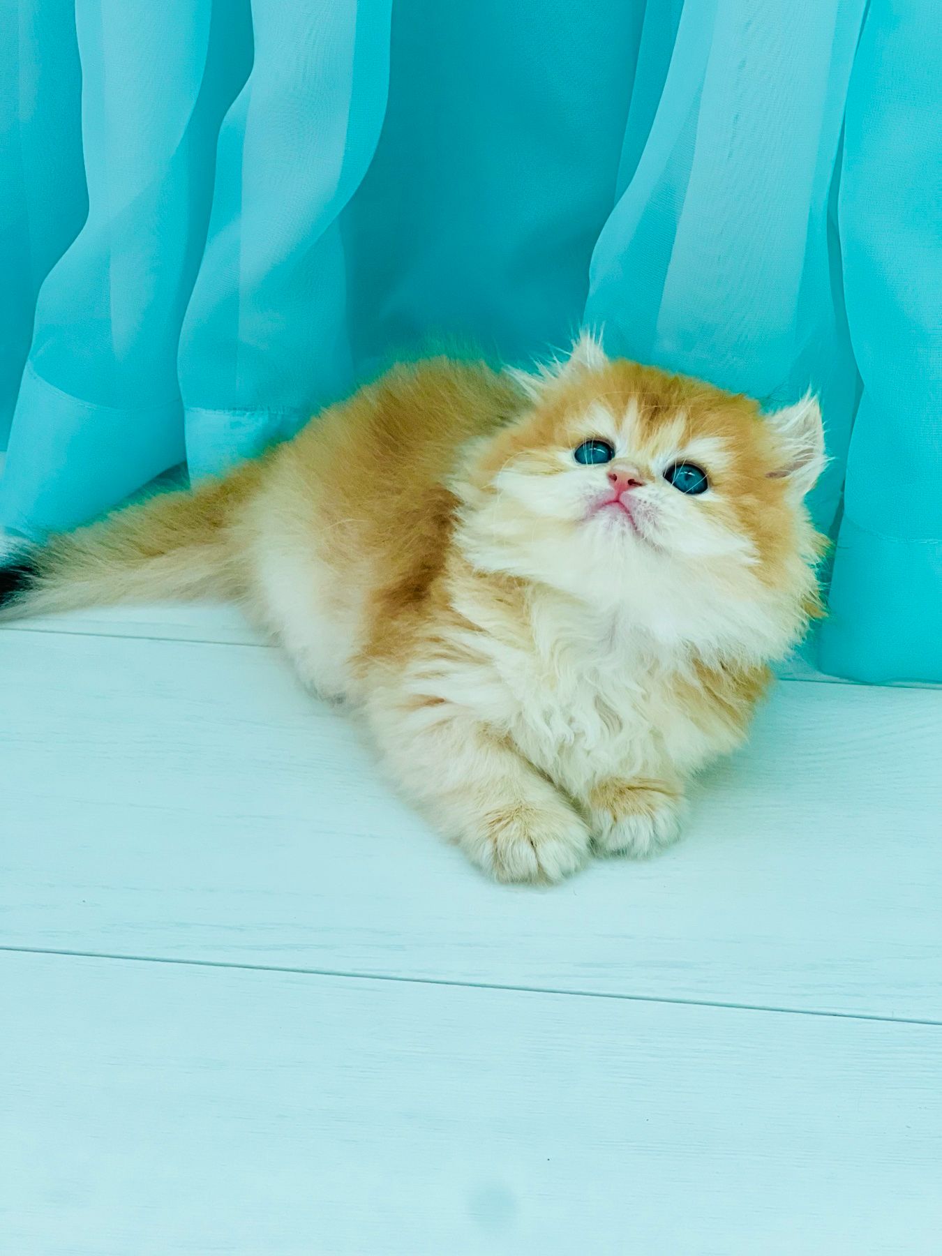 Британська золота шиншилла