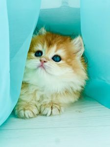 Британська золота шиншилла