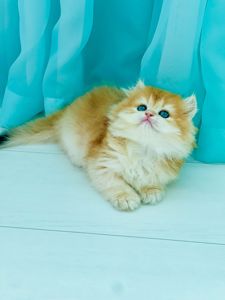 Британська золота шиншилла