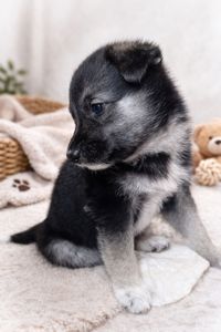 Віддаємо цуценят у хороші руки за мінімальну ціну. Цуценята лайки