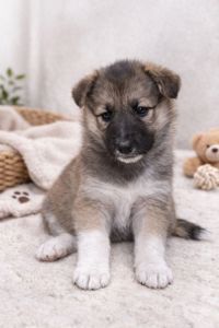 Віддаємо цуценят у хороші руки за мінімальну ціну. Цуценята лайки