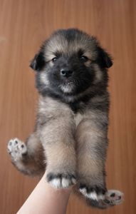 Віддаємо цуценят у хороші руки за мінімальну ціну. Цуценята лайки