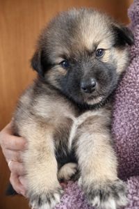 Віддаємо цуценят у хороші руки за мінімальну ціну. Цуценята лайки