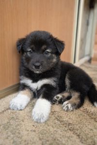 Віддаємо цуценят у хороші руки за мінімальну ціну. Цуценята лайки