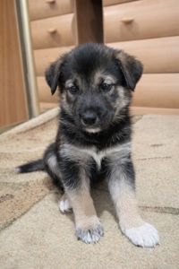 Віддаємо цуценят у хороші руки за мінімальну ціну. Цуценята лайки